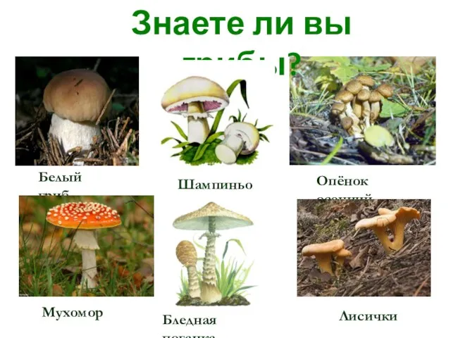 Знаете ли вы грибы? Белый гриб Шампиньон Опёнок осенний Мухомор Бледная поганка Лисички