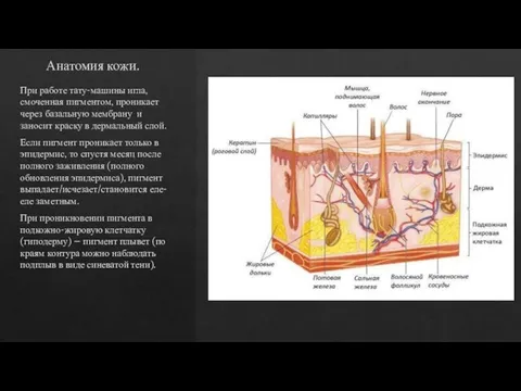 Анатомия кожи. При работе тату-машины игла, смоченная пигментом, проникает через базальную мембрану