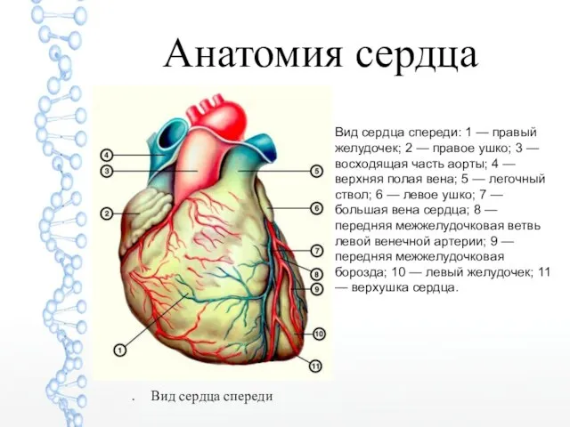 Анатомия сердца Вид сердца спереди: 1 — правый желудочек; 2 — правое