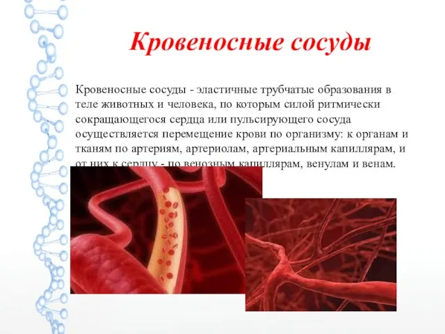Кровеносные сосуды Кровеносные сосуды - эластичные трубчатые образования в теле животных и