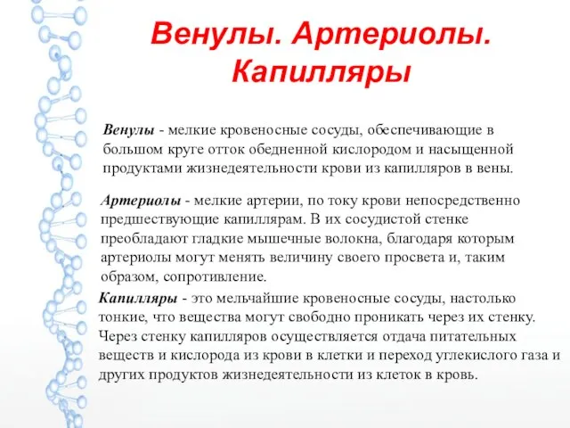 Венулы. Артериолы. Капилляры Артериолы - мелкие артерии, по току крови непосредственно предшествующие