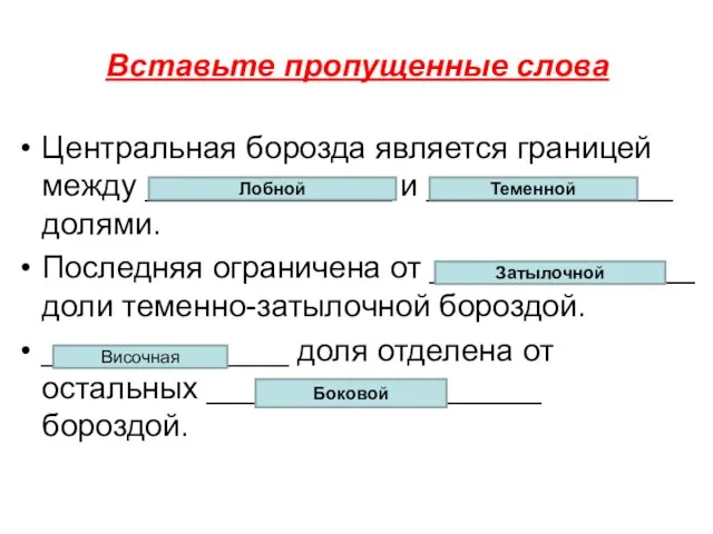 Вставьте пропущенные слова Центральная борозда является границей между ______________ и ______________ долями.