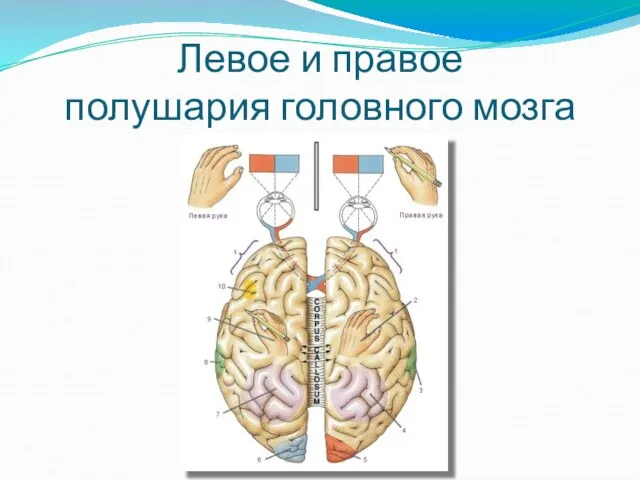 Левое и правое полушария головного мозга