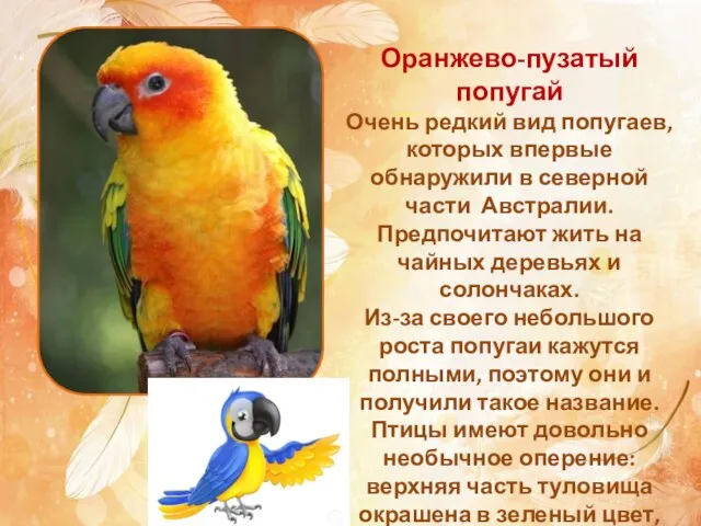 Оранжево-пузатый попугай Очень редкий вид попугаев, которых впервые обнаружили в северной части