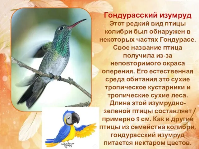 Гондурасский изумруд Этот редкий вид птицы колибри был обнаружен в некоторых частях