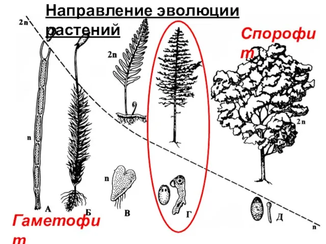 Спорофит Гаметофит Направление эволюции растений