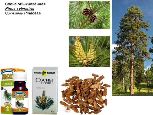 Сосна обыкновенная Pinus sylvestris Сосновые Pinaceae