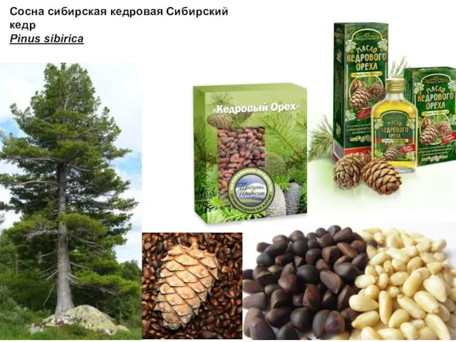 Сосна сибирская кедровая Сибирский кедр Pinus sibirica