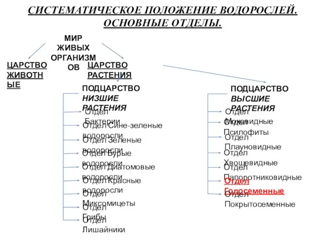 СИСТЕМАТИЧЕСКОЕ ПОЛОЖЕНИЕ ВОДОРОСЛЕЙ. ОСНОВНЫЕ ОТДЕЛЫ. МИР ЖИВЫХ ОРГАНИЗМОВ ЦАРСТВО ЖИВОТНЫЕ ЦАРСТВО РАСТЕНИЯ