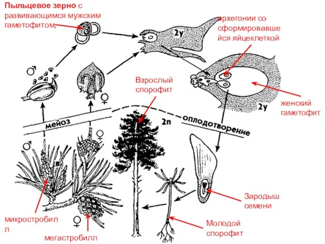 женский гаметофит архегонии со сформировавшейся яйцеклеткой Пыльцевое зерно с развивающимся мужским гаметофитом,