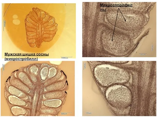 Мужская шишка сосны (микростробилл) Микроспорофиллы