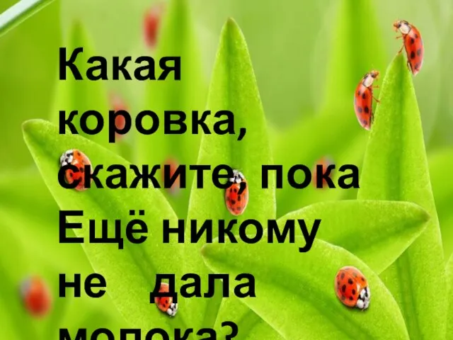 Какая коровка, скажите, пока Ещё никому не дала молока?