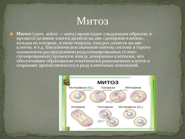 Митоз (греч. mitos — нить) происходит следующим образом: в процессе деления клетки