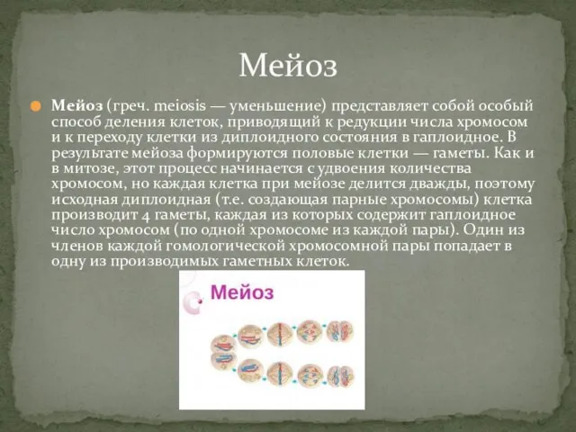 Мейоз (греч. meiosis — уменьшение) представляет собой особый способ деления клеток, приводящий