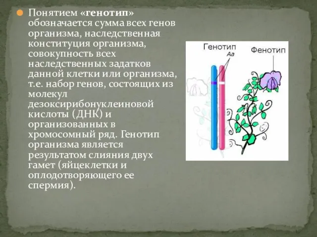 Понятием «генотип» обозначается сумма всех генов организма, наследственная конституция организма, совокупность всех