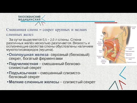 Смешанная слюна – секрет крупных и мелких слюнных желез За сутки выделяется