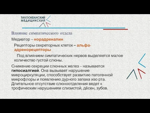 Влияние симпатического отдела Медиатор – норадреналин Рецепторы секреторных клеток – альфа-адренорецепторы Под