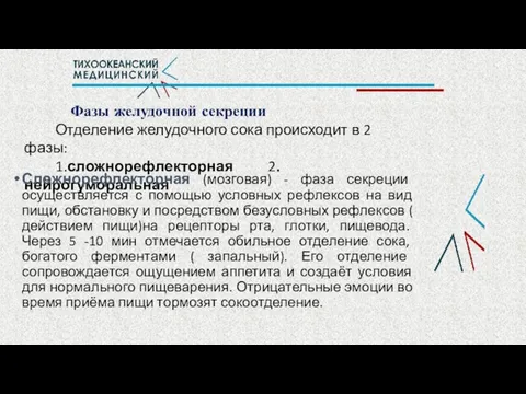 Фазы желудочной секреции Отделение желудочного сока происходит в 2 фазы: 1.сложнорефлекторная 2.