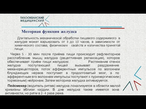 Моторная функция желудка Длительность механической обработки пищевого содержимого в желудке может варьировать