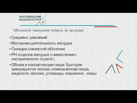 Механизм эвакуации химуса из желудка Градиент давлений Моторная деятельность желудка Складки слизистой