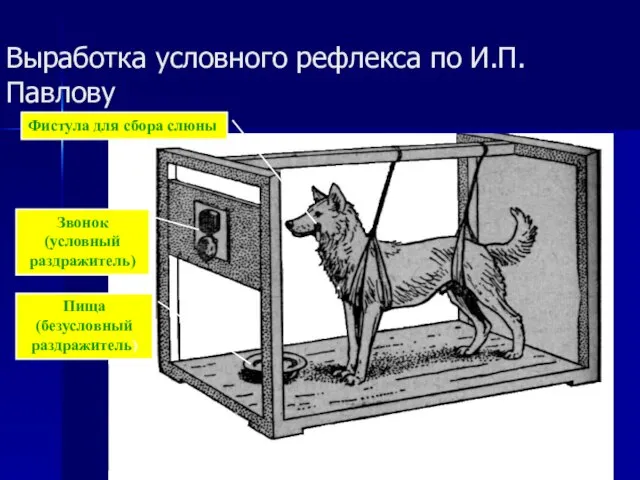 Выработка условного рефлекса по И.П.Павлову Фистула для сбора слюны Звонок (условный раздражитель) Пища (безусловный раздражитель)