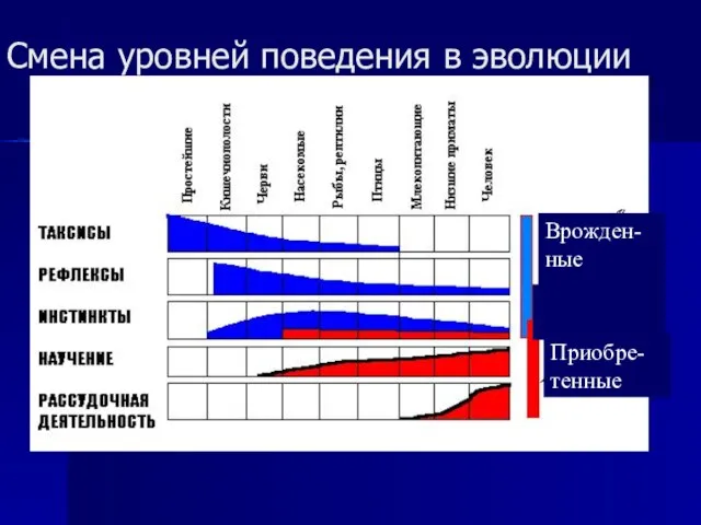 Смена уровней поведения в эволюции Врожден-ные Приобре-тенные