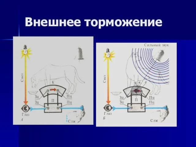 Внешнее торможение