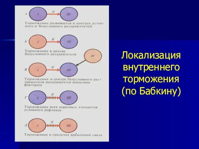 Локализация внутреннего торможения (по Бабкину)