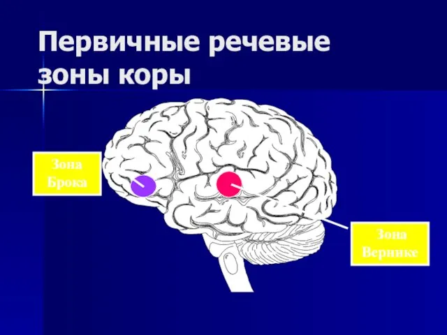 Первичные речевые зоны коры Зона Брока Зона Вернике