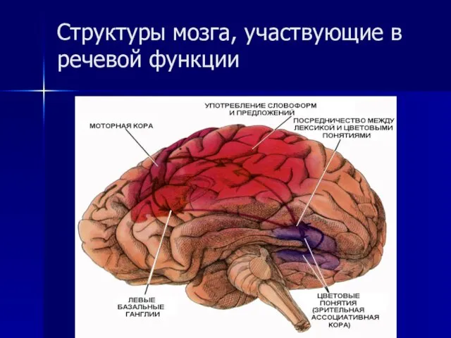 Структуры мозга, участвующие в речевой функции