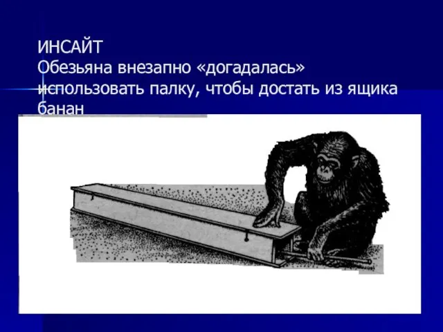 ИНСАЙТ Обезьяна внезапно «догадалась» использовать палку, чтобы достать из ящика банан