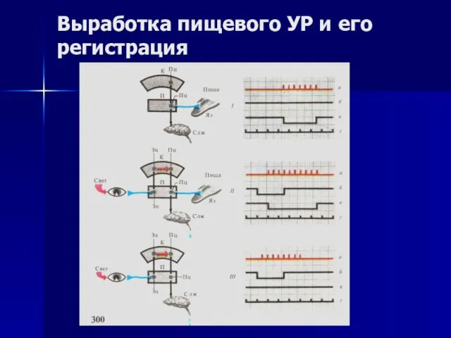 Выработка пищевого УР и его регистрация