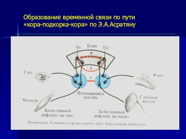 Образование временной связи по пути «кора-подкорка-кора» по Э.А.Асратяну