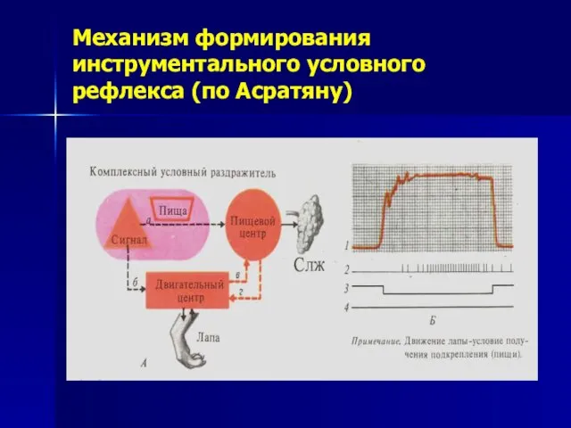 Механизм формирования инструментального условного рефлекса (по Асратяну)