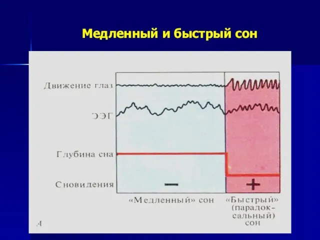 Медленный и быстрый сон