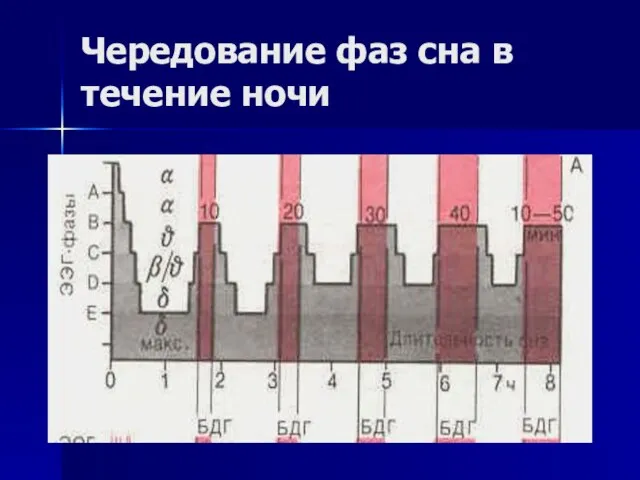 Чередование фаз сна в течение ночи