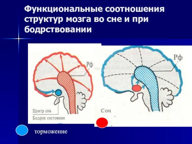 Функциональные соотношения структур мозга во сне и при бодрствовании торможение активность