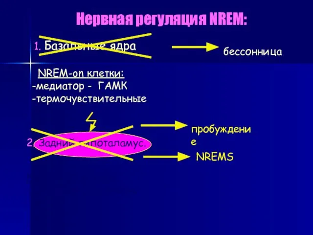 Нервная регуляция NREM: 1. Базальные ядра . NREM-on клетки: -медиатор - ГАМК