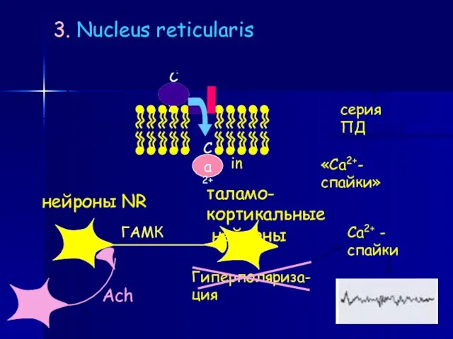 3. Nucleus reticularis медиатор - ГАМК Са2+ Са2+ - спайки in out