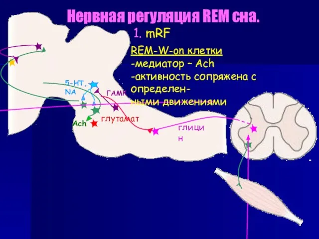 Нервная регуляция REM сна. 1. mRF REM-W-on клетки -медиатор – Ach -активность