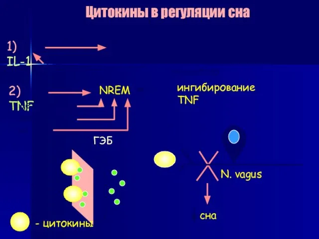 Цитокины в регуляции сна 1) IL-1 NREM LPS 2) TNF NREM