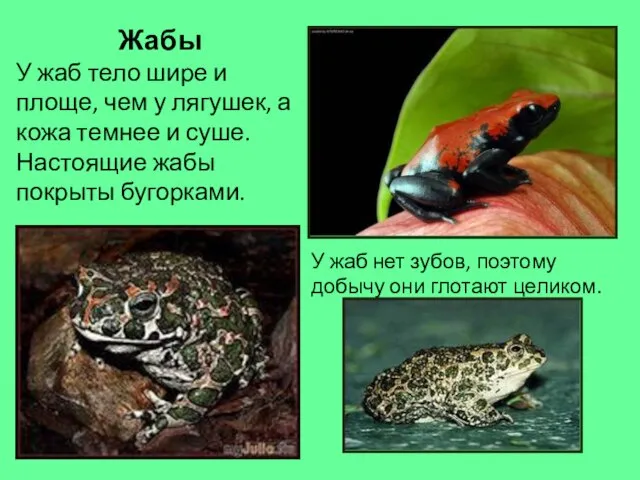 Жабы У жаб тело шире и площе, чем у лягушек, а кожа