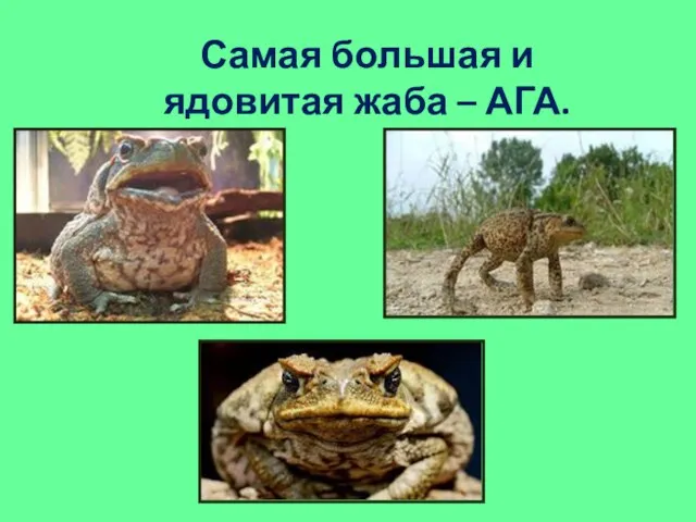 Самая большая и ядовитая жаба – АГА.