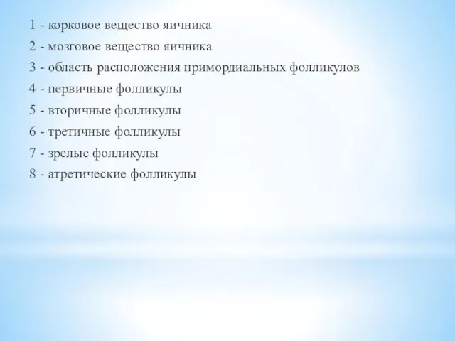 1 - корковое вещество яичника 2 - мозговое вещество яичника 3 -