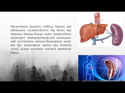 Организмнің қалыпты күйінде барлық қан айналымға түспейді,белгілі бір бөлігі қан қорында болады.Қанды