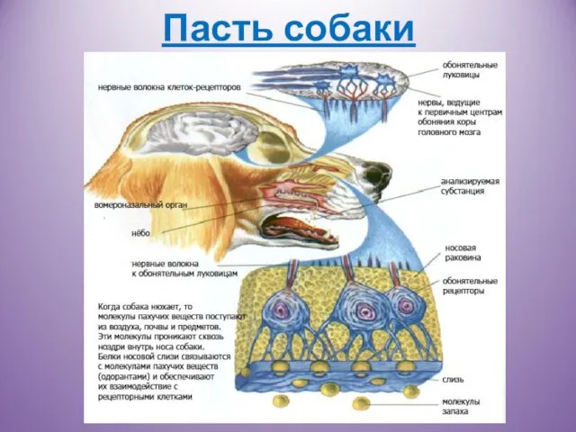 Пасть собаки