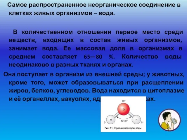 Самое распространенное неорганическое соединение в клетках живых организмов – вода. В количественном