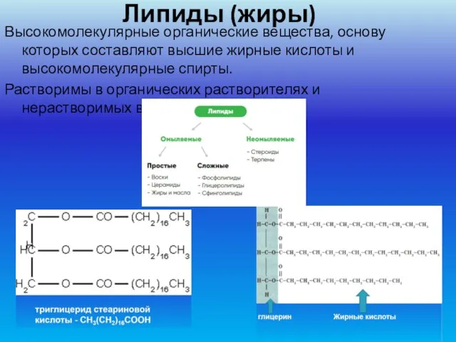 Липиды (жиры) Высокомолекулярные органические вещества, основу которых составляют высшие жирные кислоты и