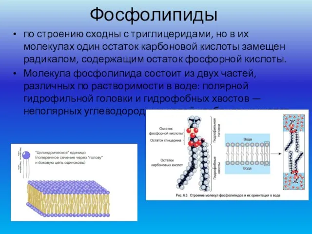 Фосфолипиды по строению сходны с триглицеридами, но в их молекулах один остаток