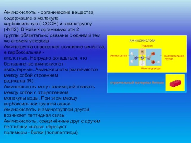 Аминокислоты - органические вещества, содержащие в молекуле карбоксильную (-COOH) и аминогруппу (-NH2).